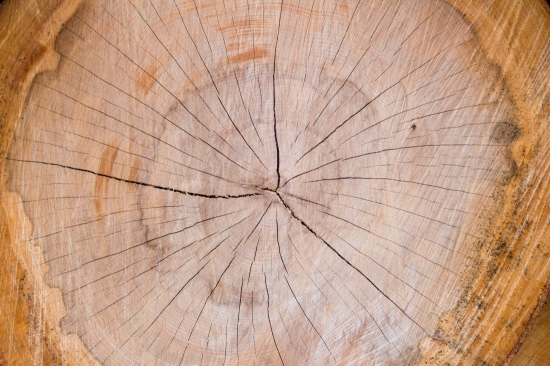 arbre tron&ccedil;onn&eacute;